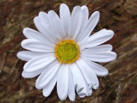 Květ kopretiny 8cm bílý...